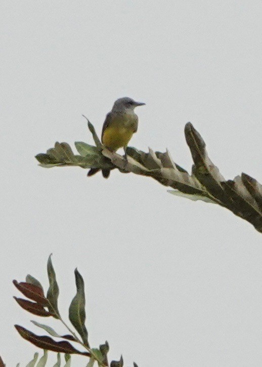 Tropical Kingbird - ML609843239