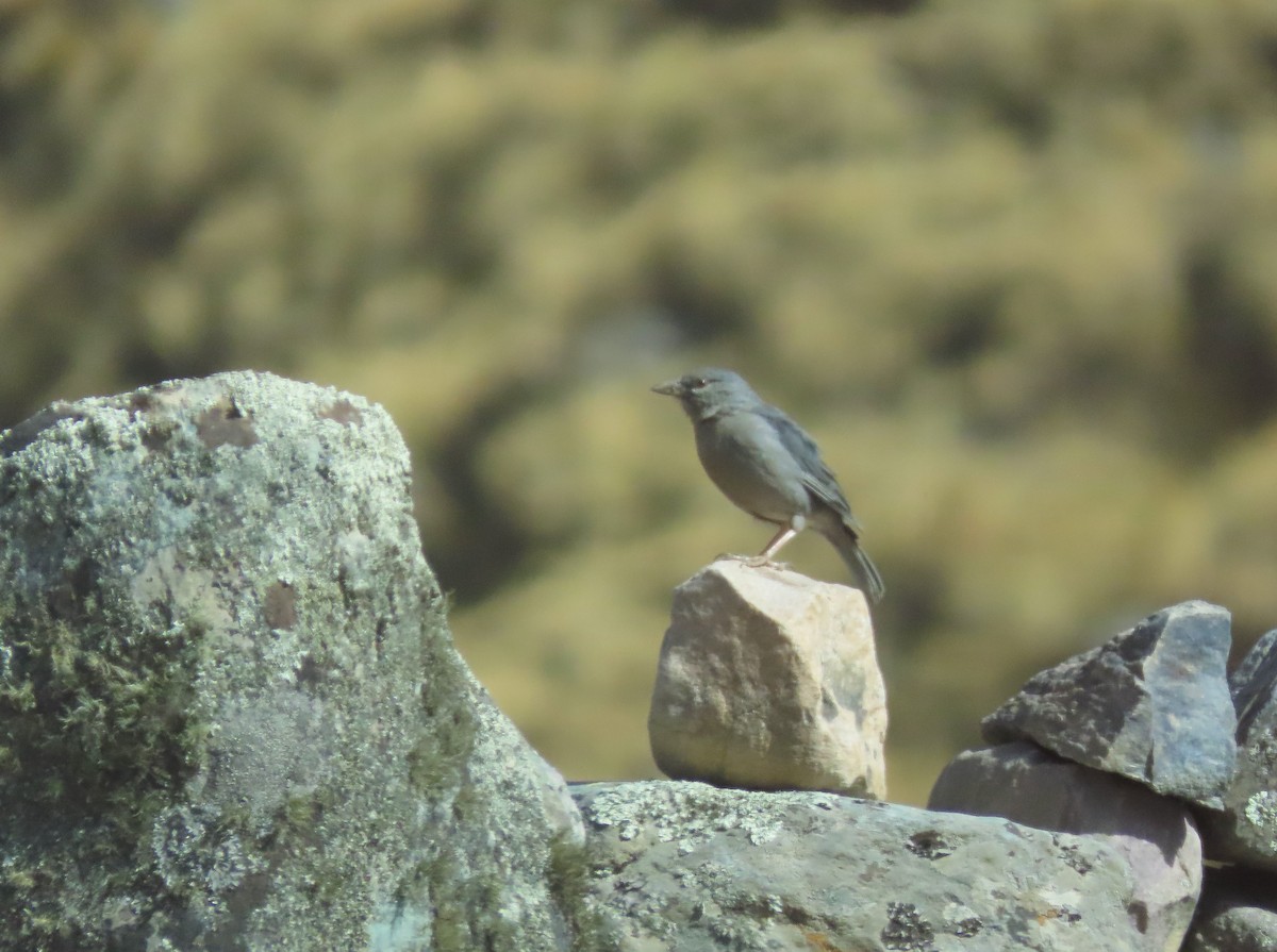 Boulder Finch - ML609843291
