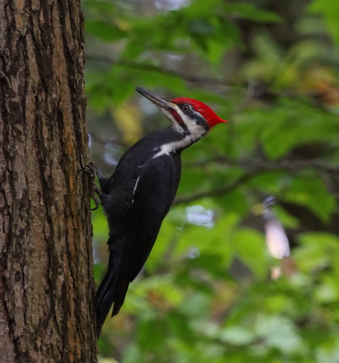 Pileated Woodpecker - Lisa Bacon