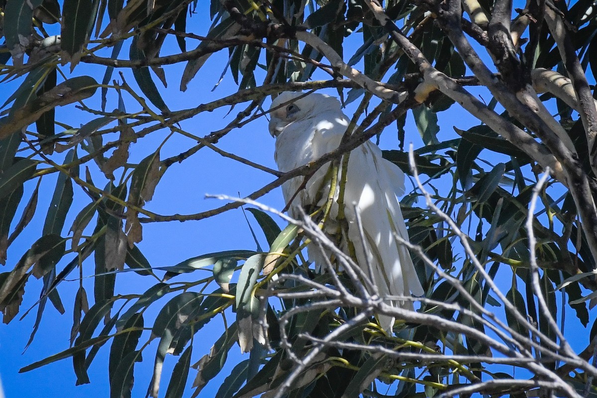 korellakakadu - ML609843381