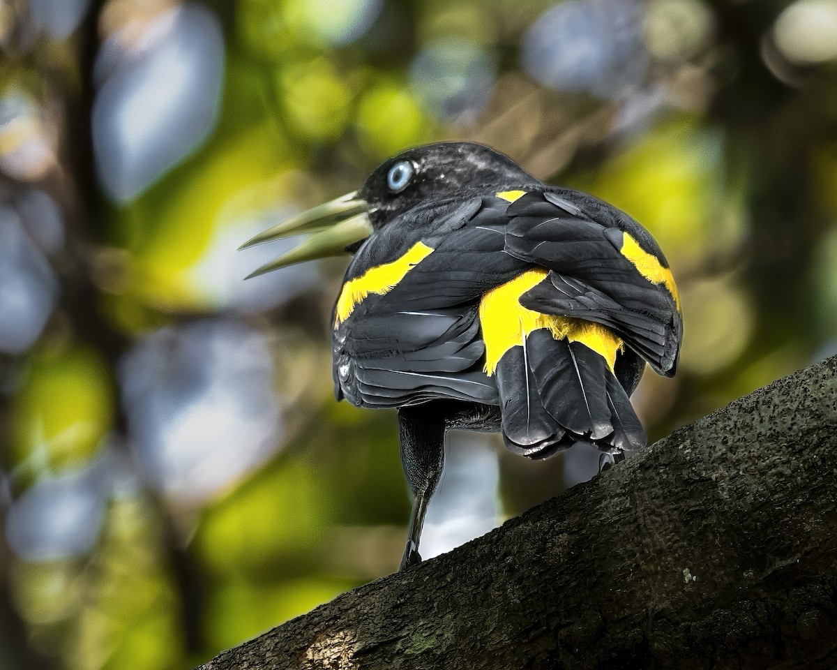 Yellow-rumped Cacique - ML609843423