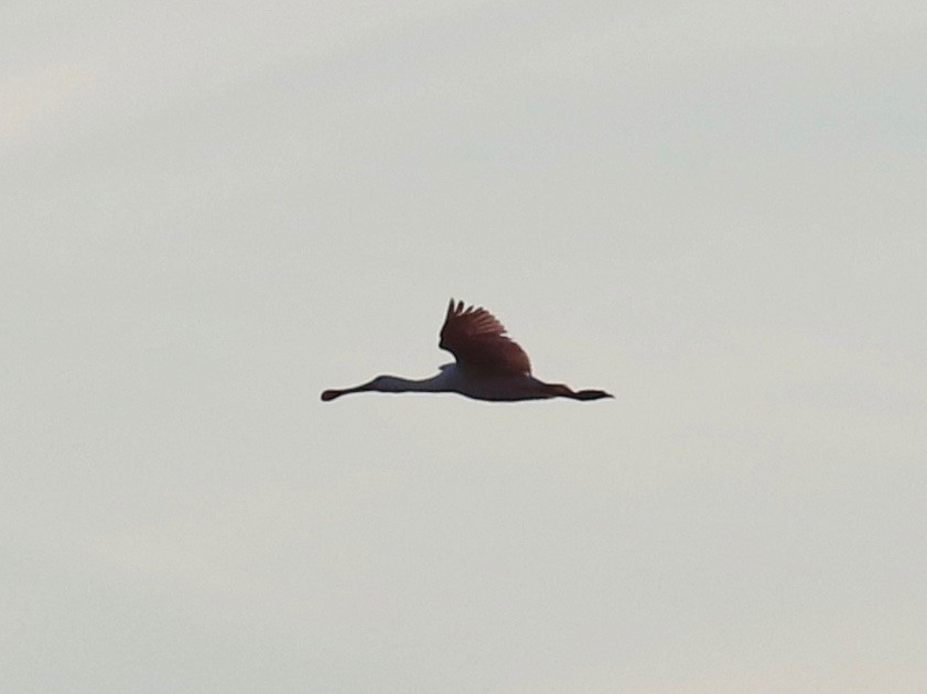 Roseate Spoonbill - ML609843493