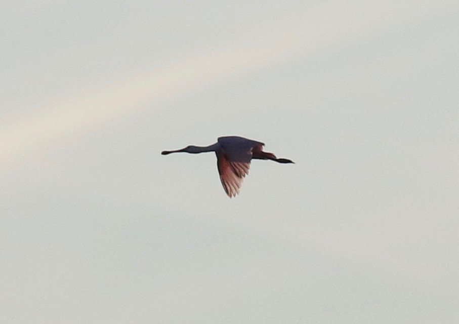 Roseate Spoonbill - ML609843494