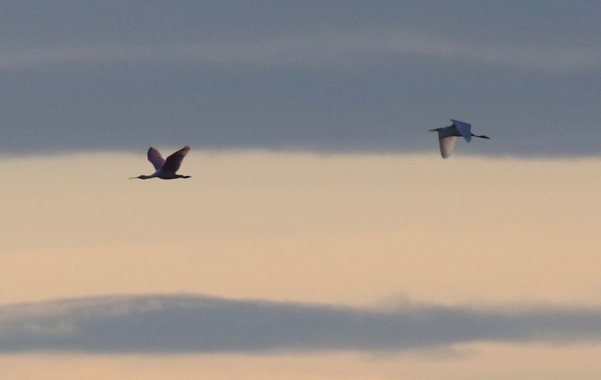 Roseate Spoonbill - ML609843496