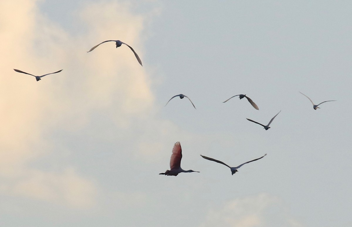 Roseate Spoonbill - ML609843497