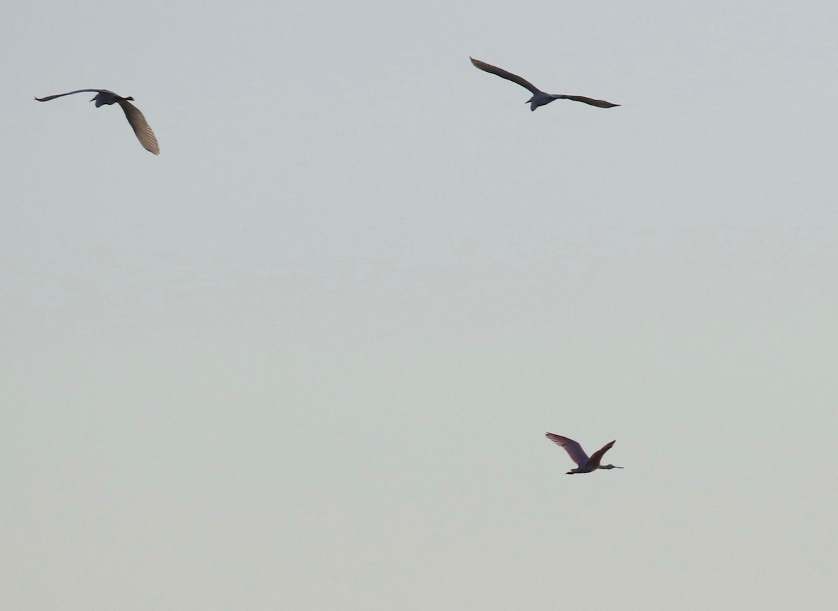 Roseate Spoonbill - ML609843498