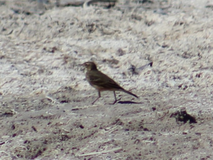 American Pipit - ML609843533