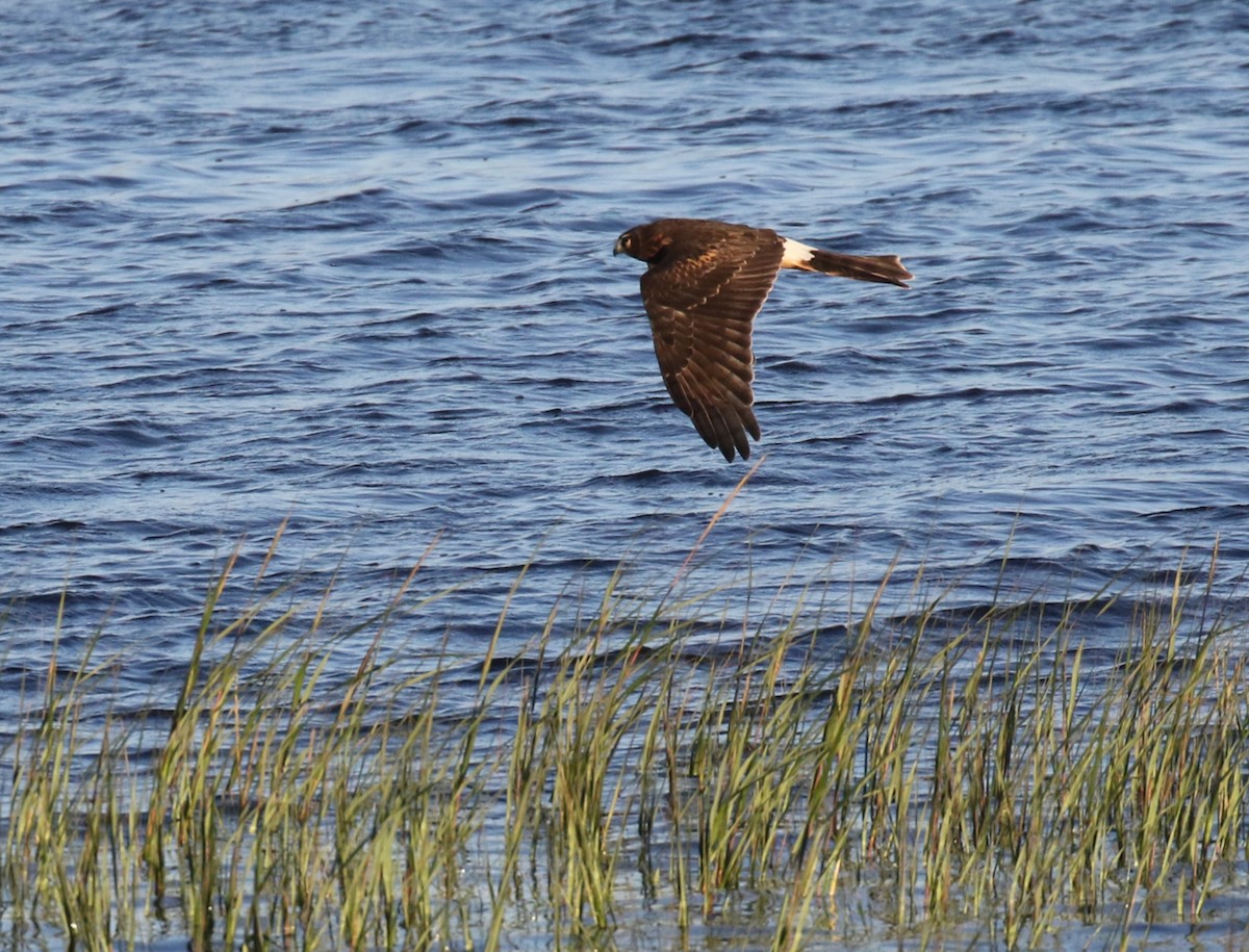 Northern Harrier - ML609843546