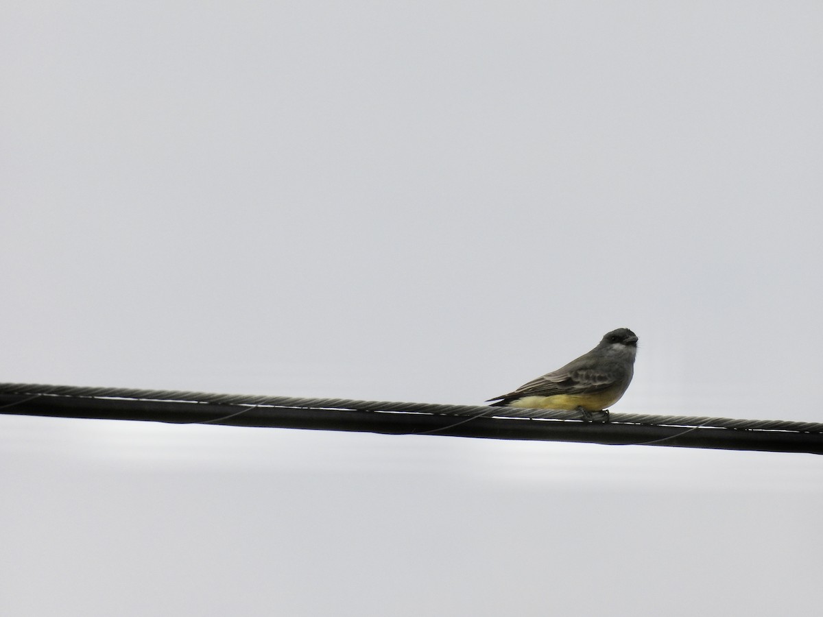 Cassin's Kingbird - ML609843585