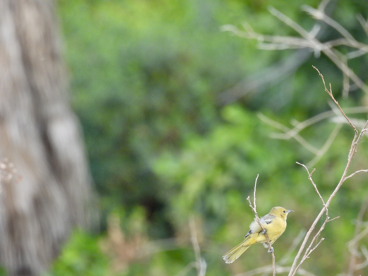 Hooded Oriole - Wendy Hodash