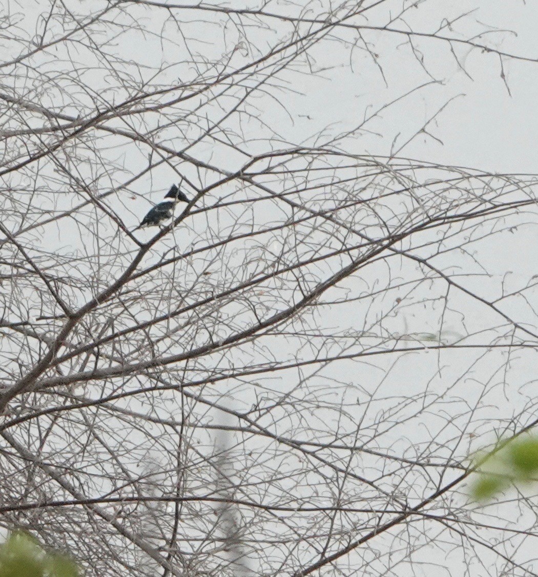 Green Kingfisher - ML609843601