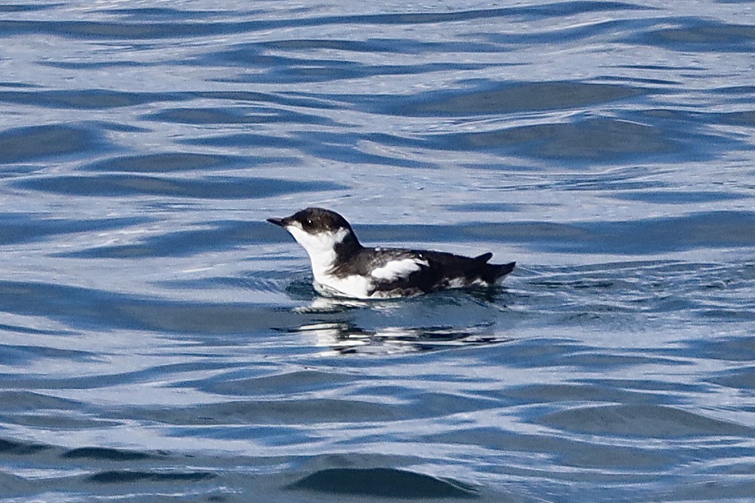 Marbled Murrelet - ML609843697