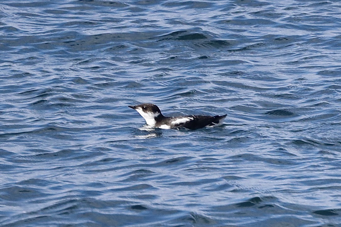 Marbled Murrelet - ML609843699