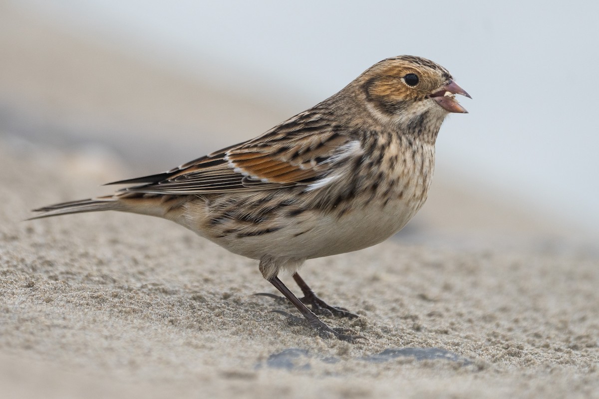 Lapland Longspur - ML609843703