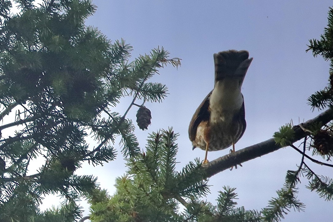 Sharp-shinned Hawk - ML609843798