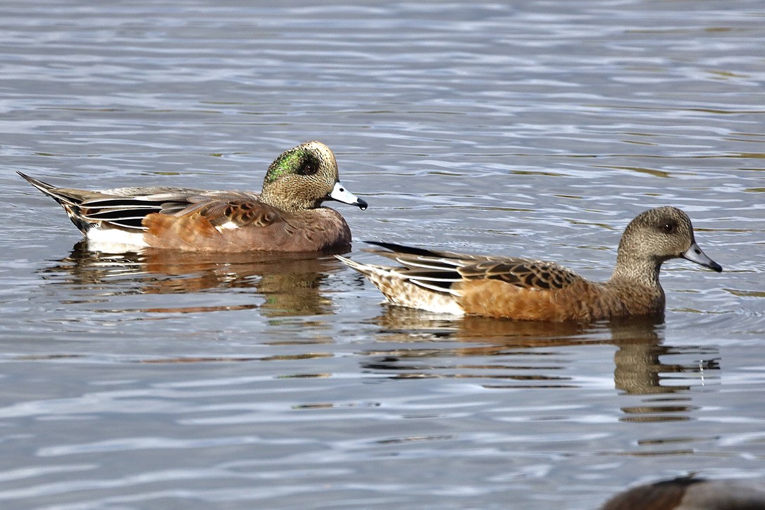 American Wigeon - ML609843817