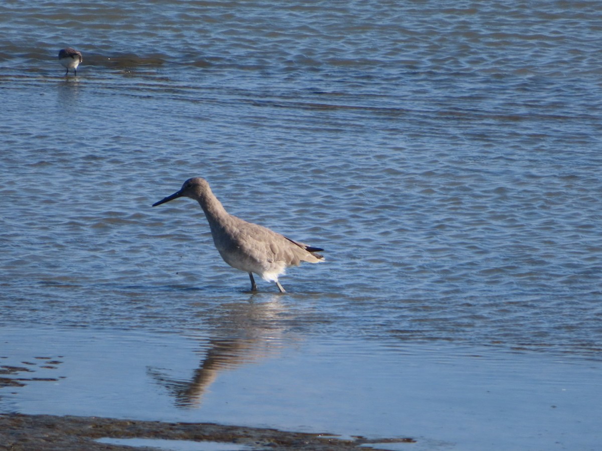 Willet - ML609843821