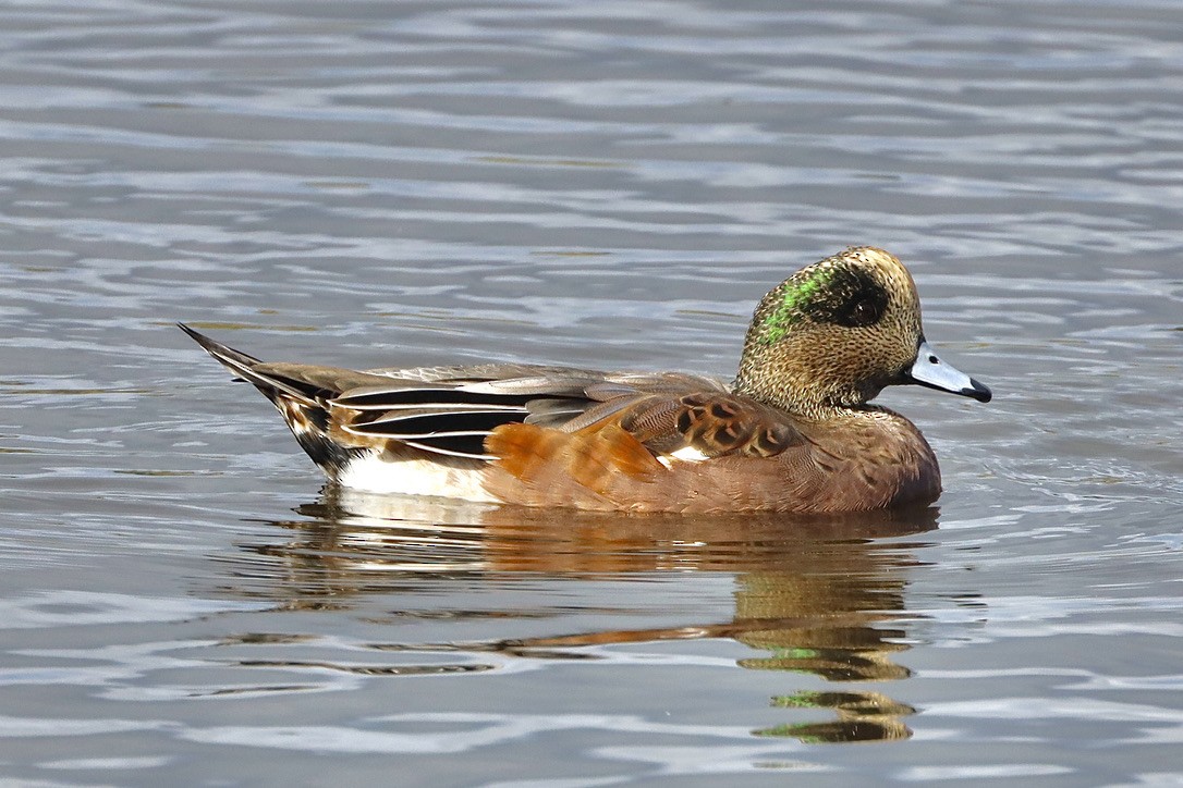 American Wigeon - ML609843823