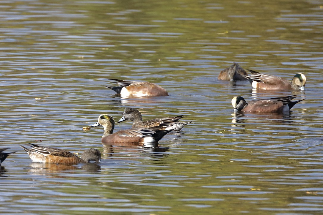 American Wigeon - ML609843824