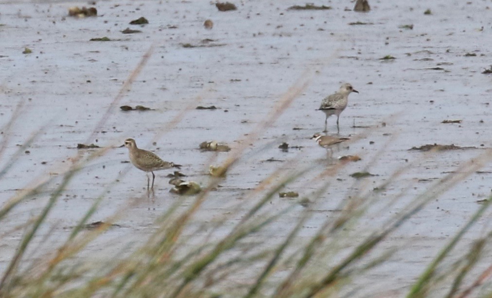 American Golden-Plover - ML609843865