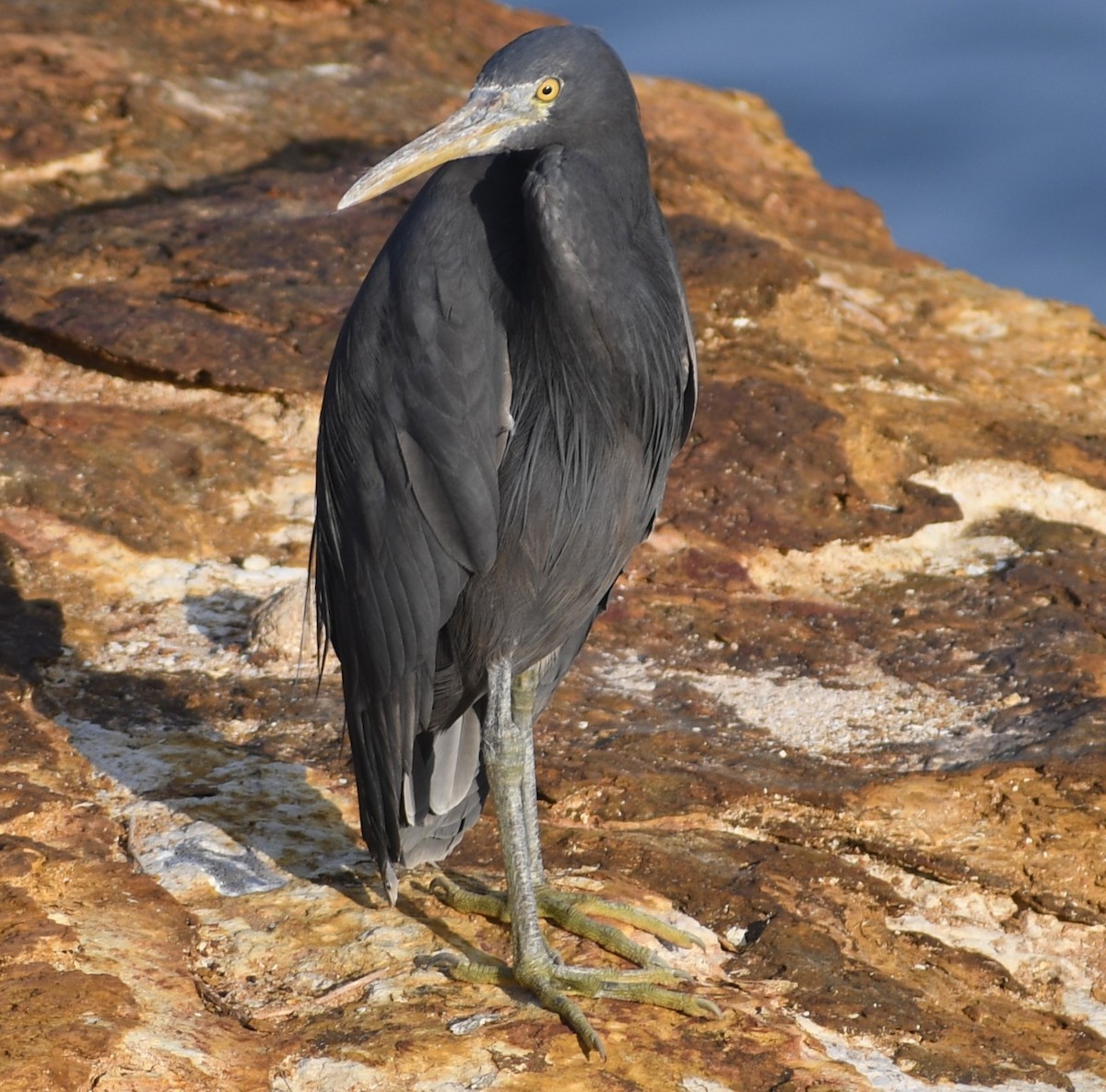 Pacific Reef-Heron - ML609843874