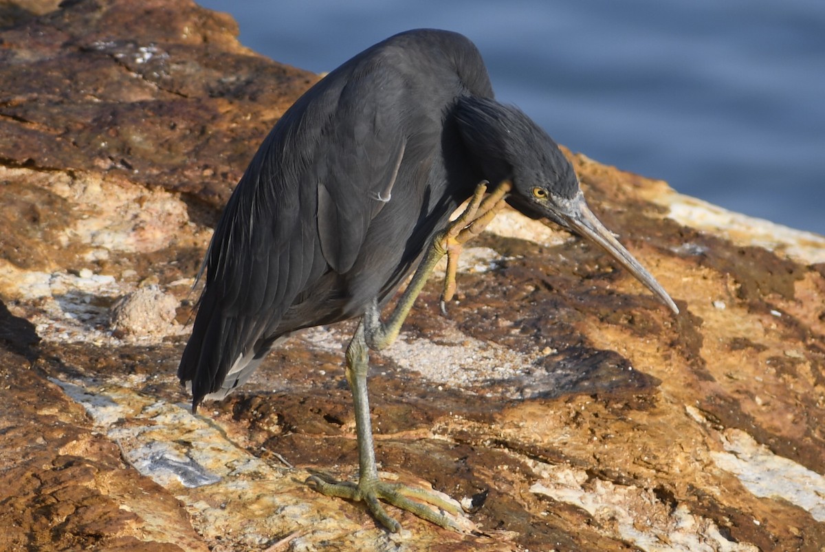 Pacific Reef-Heron - ML609843875