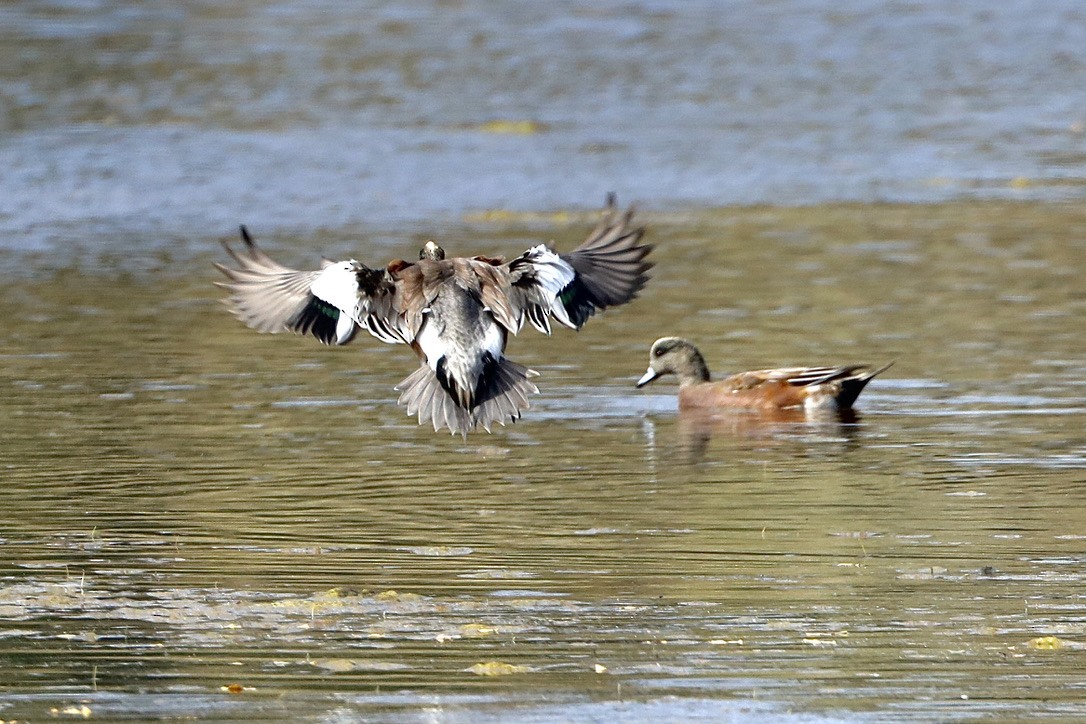 American Wigeon - ML609843883