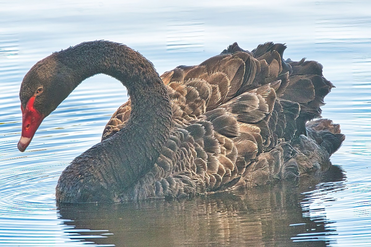 Black Swan - ML609843899