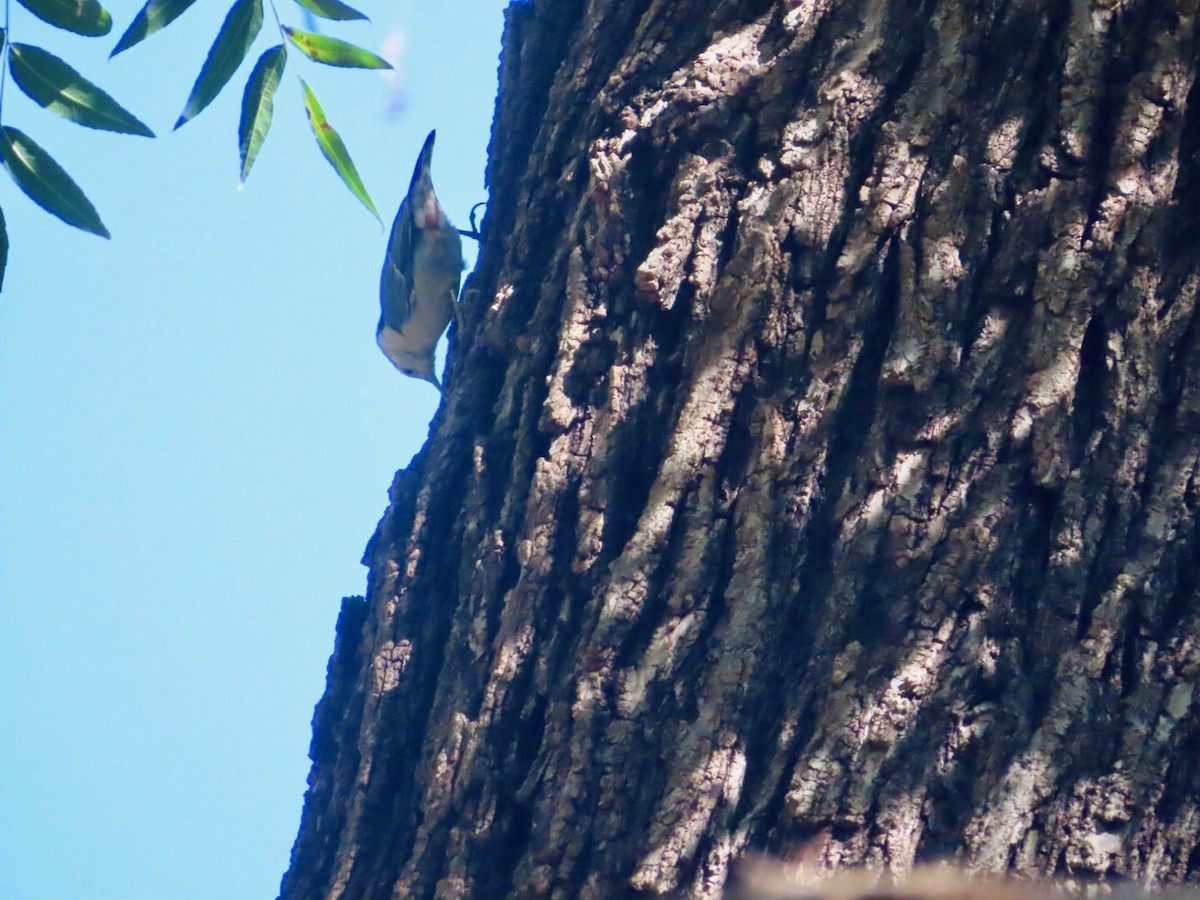 White-breasted Nuthatch - ML609843973