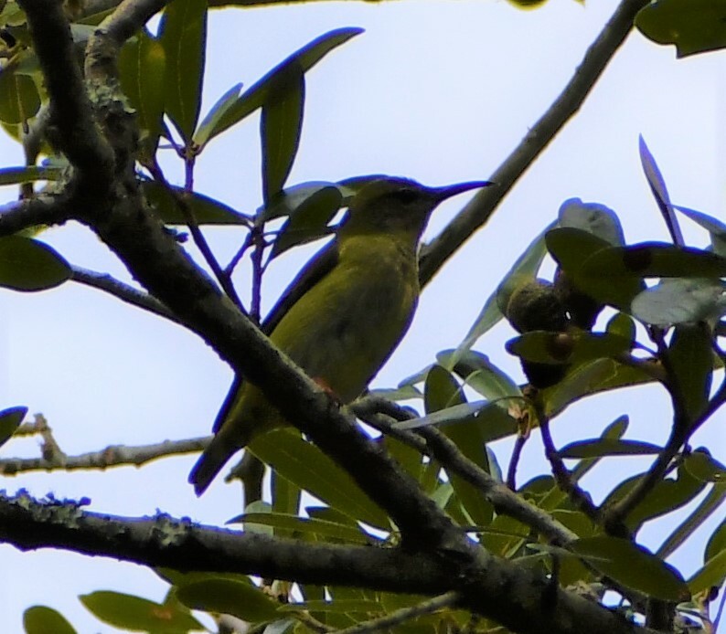 Red-legged Honeycreeper - ML609843990