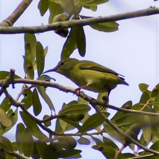 Red-legged Honeycreeper - ML609843991