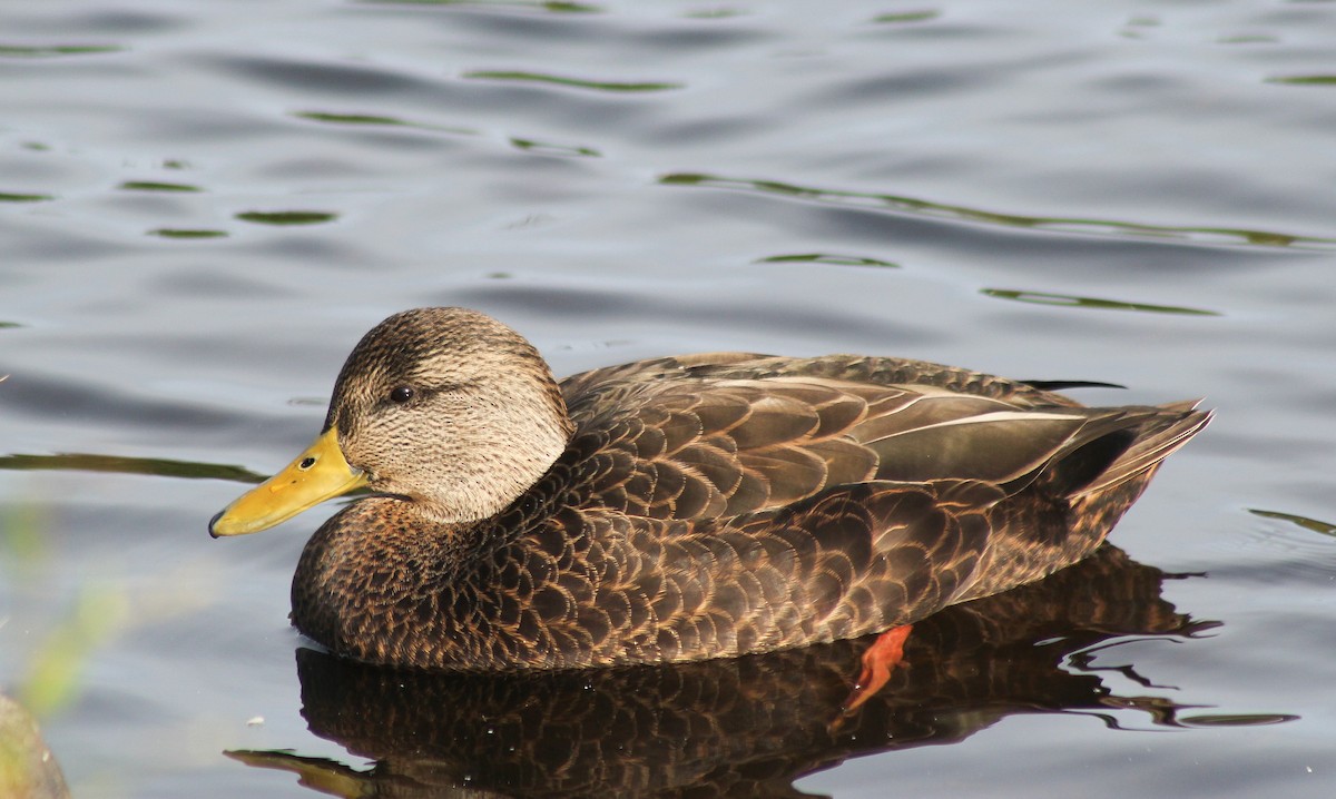 American Black Duck - Tim F