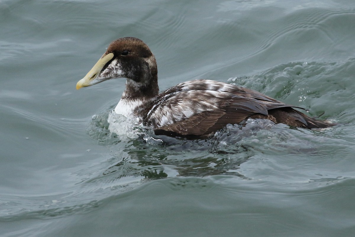 Common Eider - ML609844174