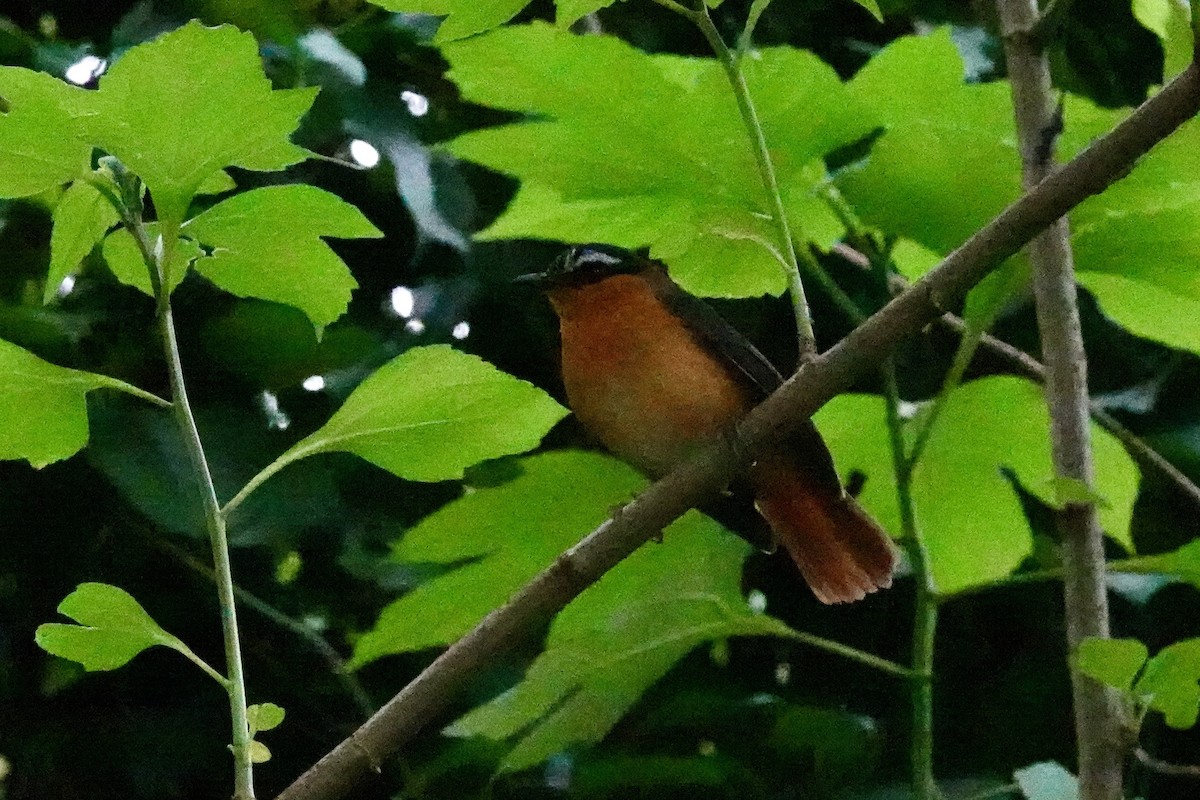 White-browed Robin-Chat - ML609844330