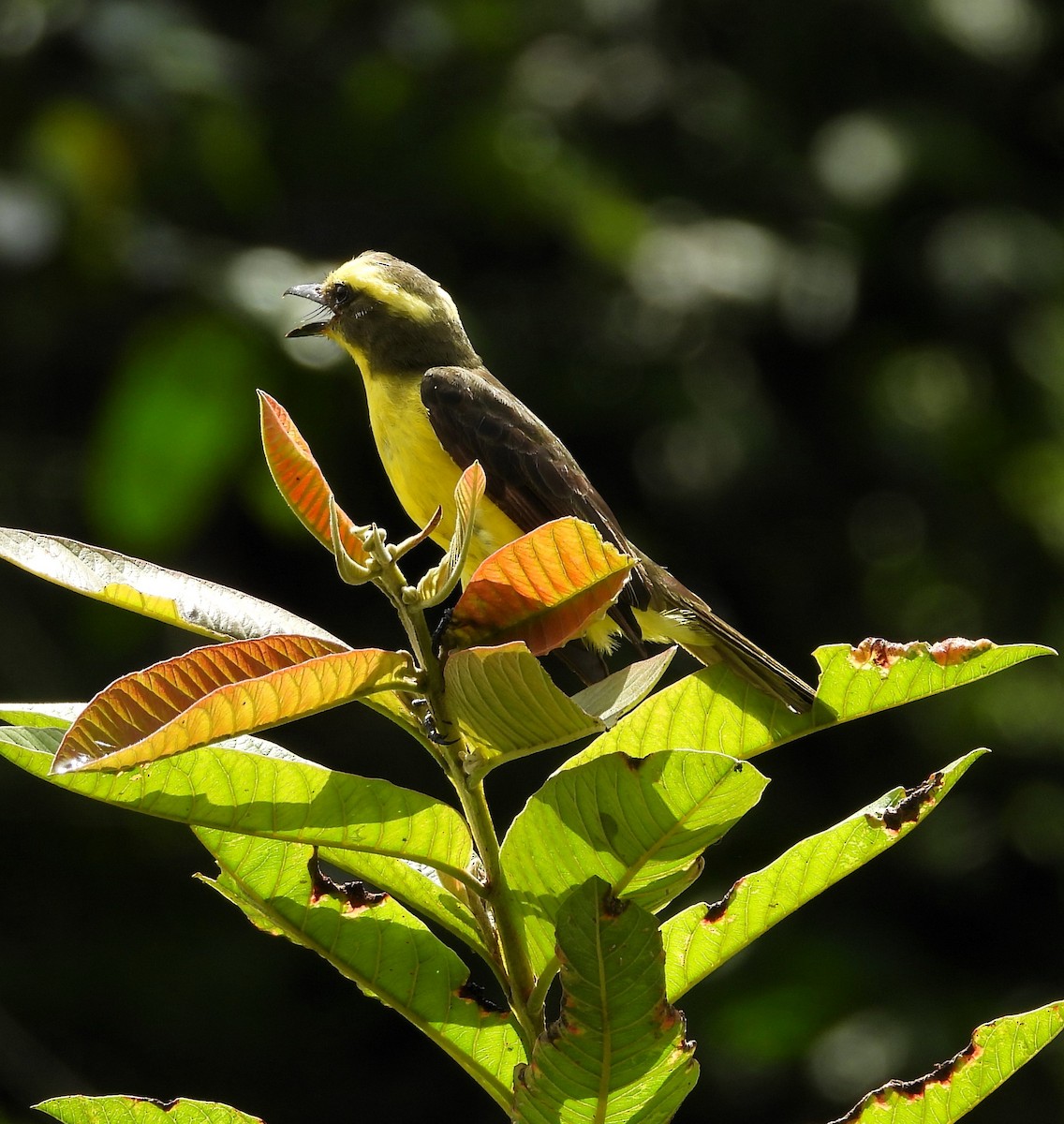 Lemon-browed Flycatcher - Albeiro Erazo Farfán