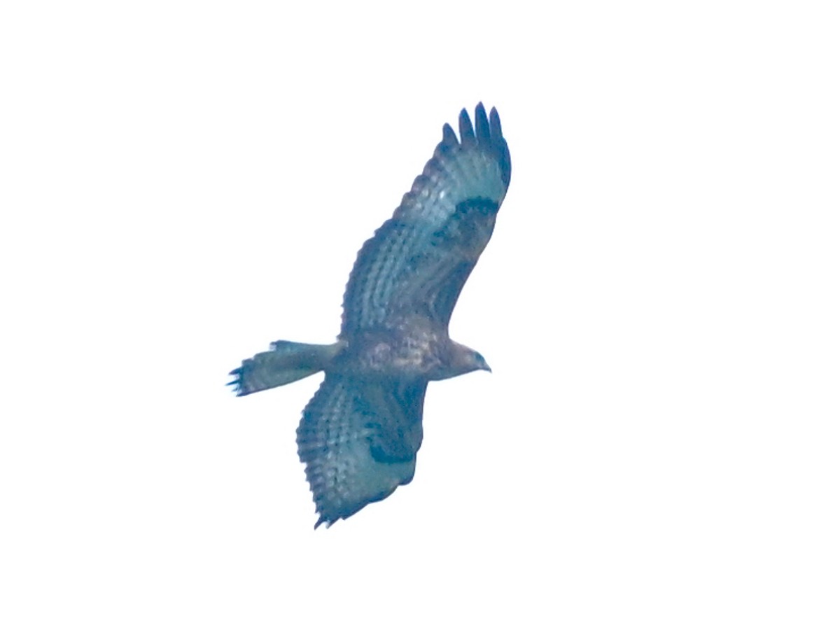 Buse variable - ML609844446