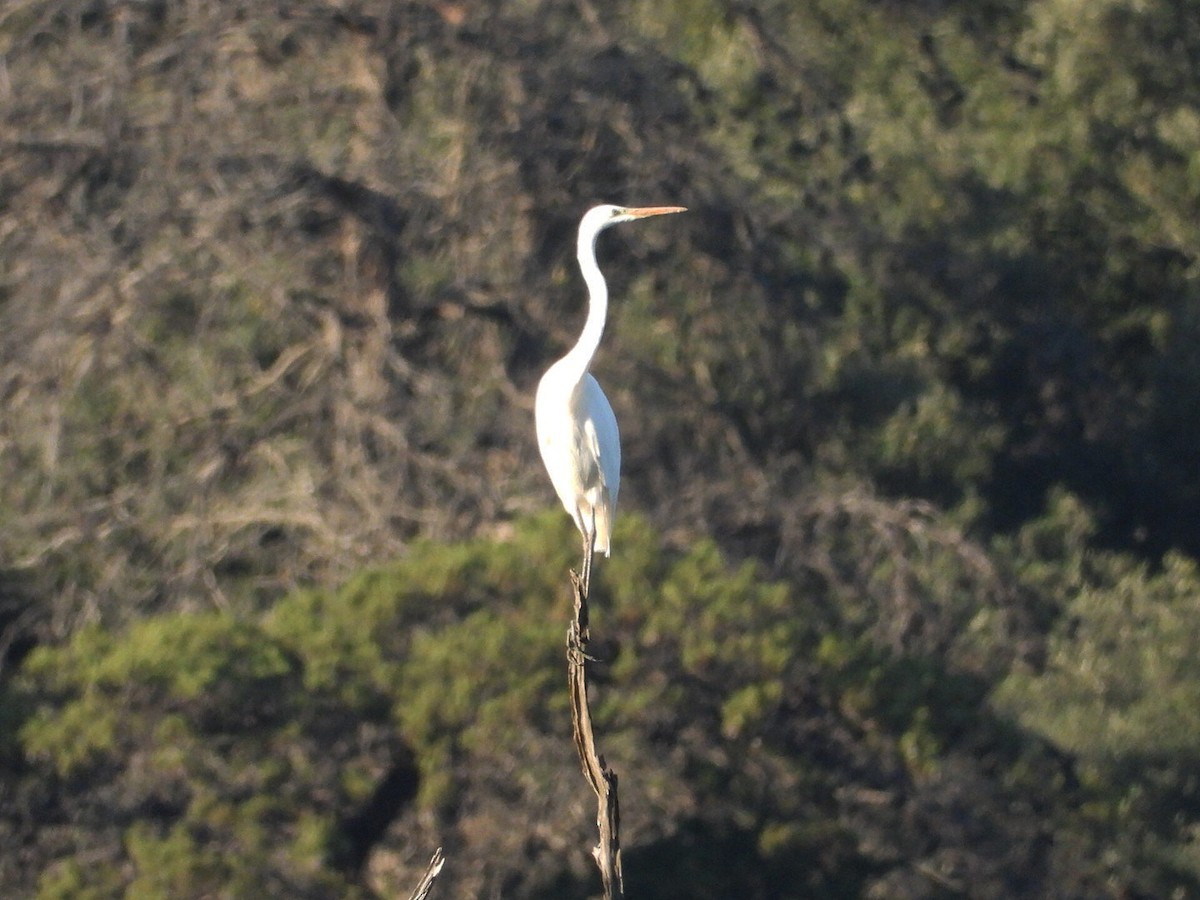 Little Egret - ML609844509