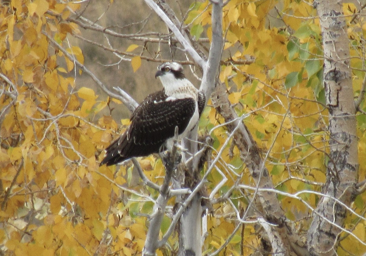 Osprey - ML609844583