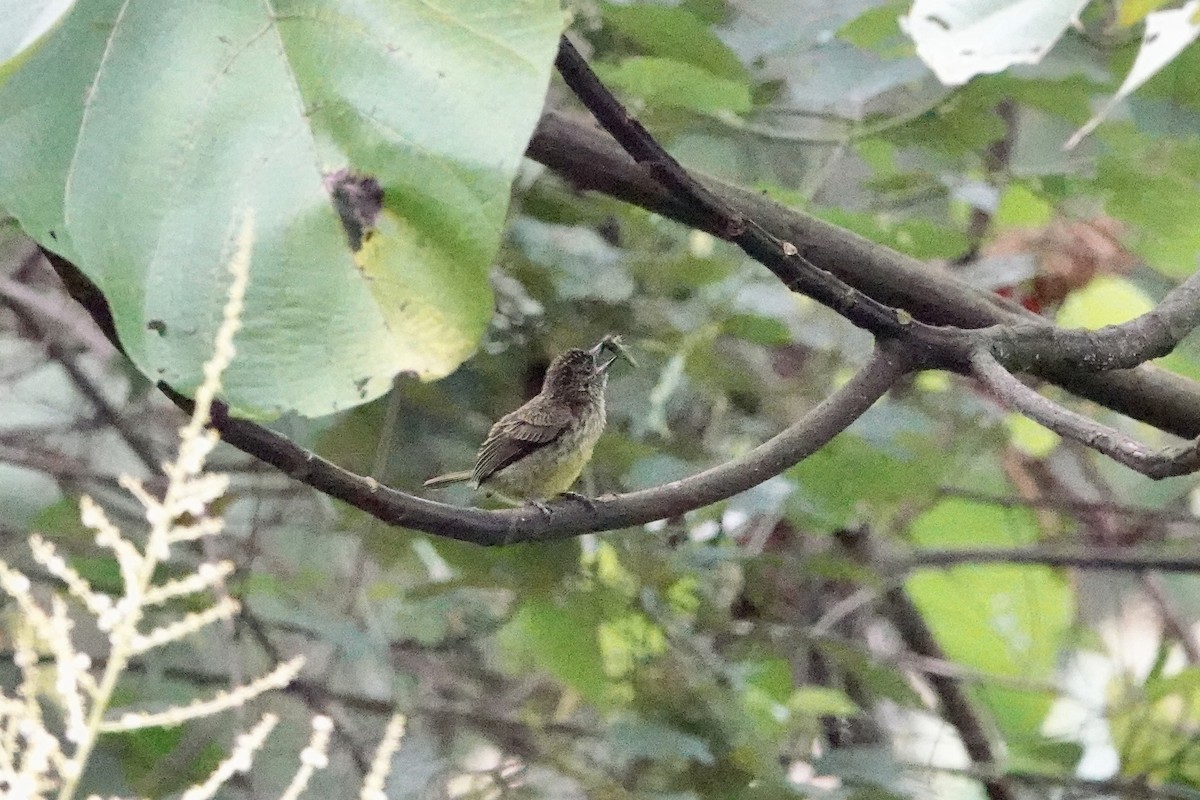 Speckled Tinkerbird - ML609844622