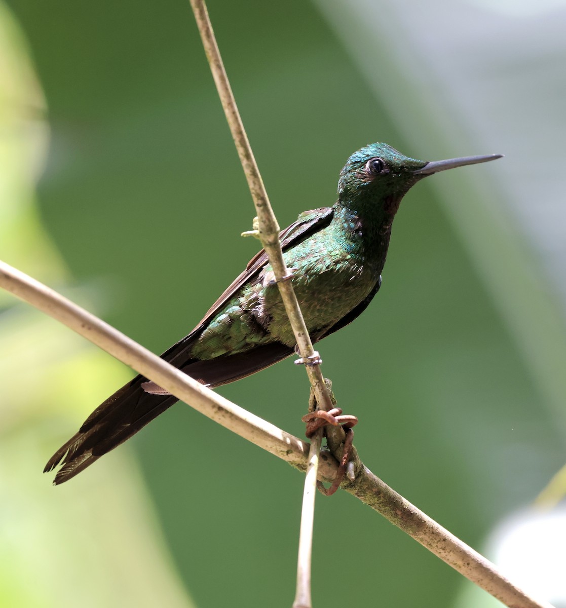 Green-crowned Brilliant - ML609844624