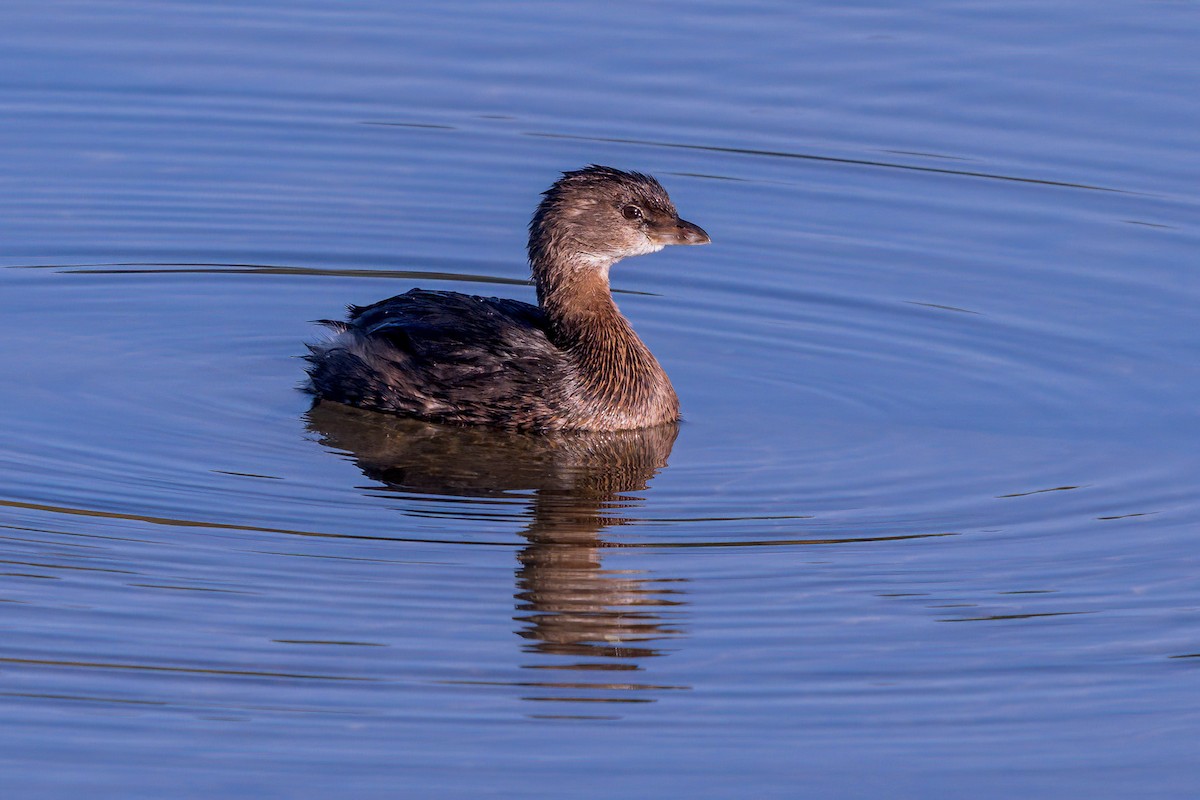 Pied-billed Grebe - Dan Brown