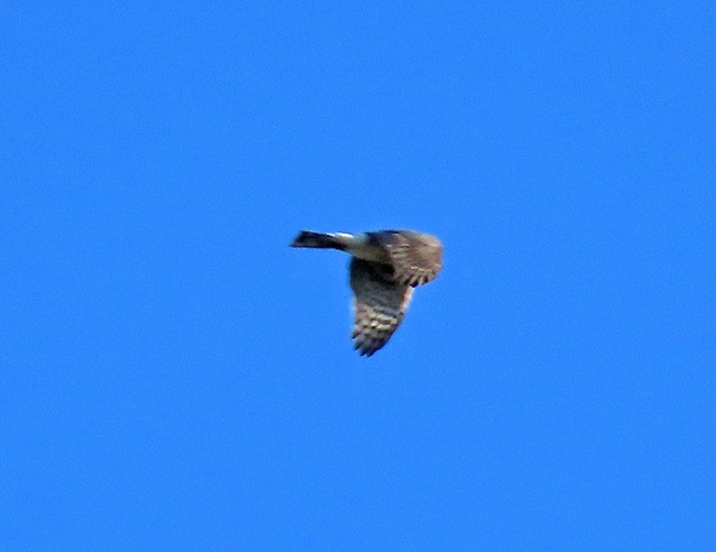 Sharp-shinned Hawk - Nancy Anderson