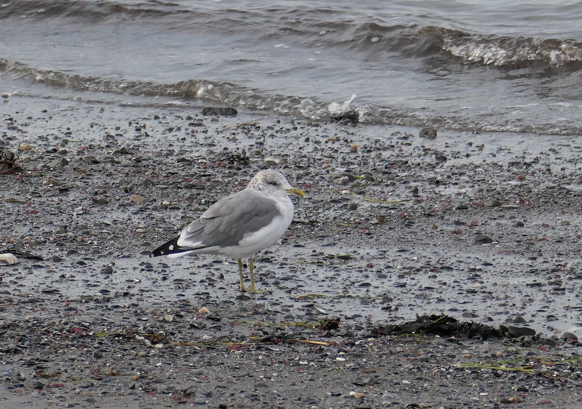 Common Gull (Kamchatka) - ML609844704