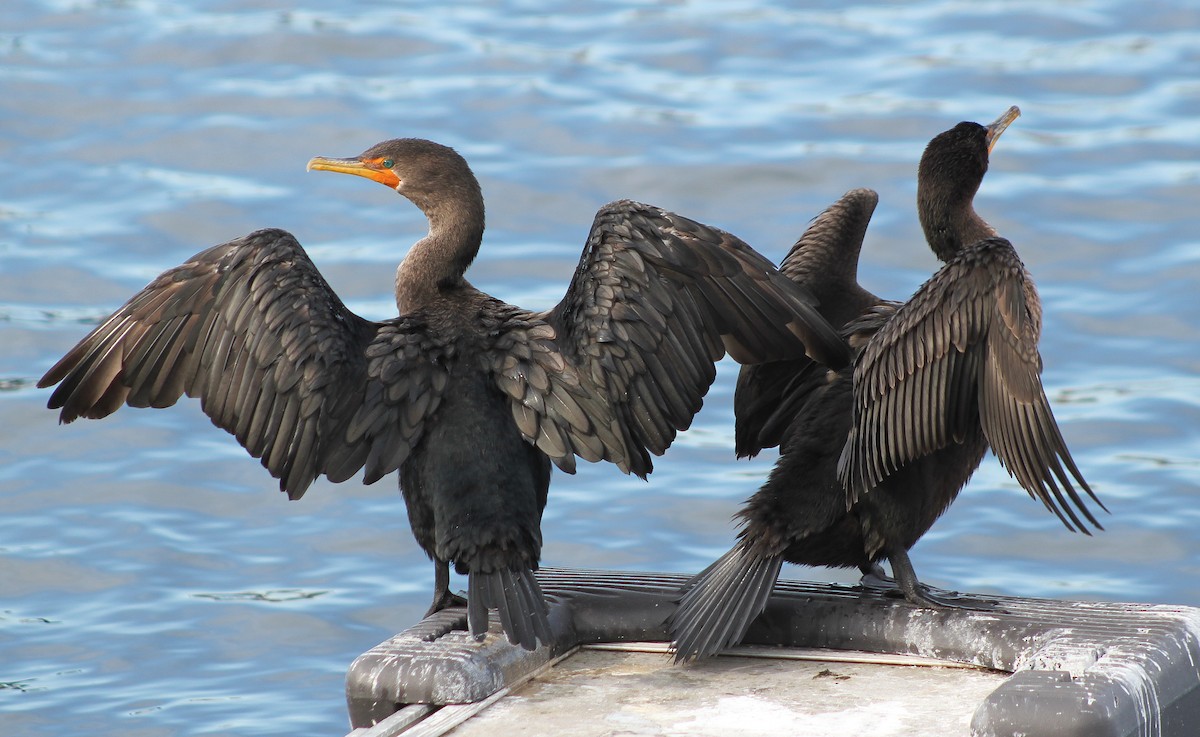 Double-crested Cormorant - ML609844721