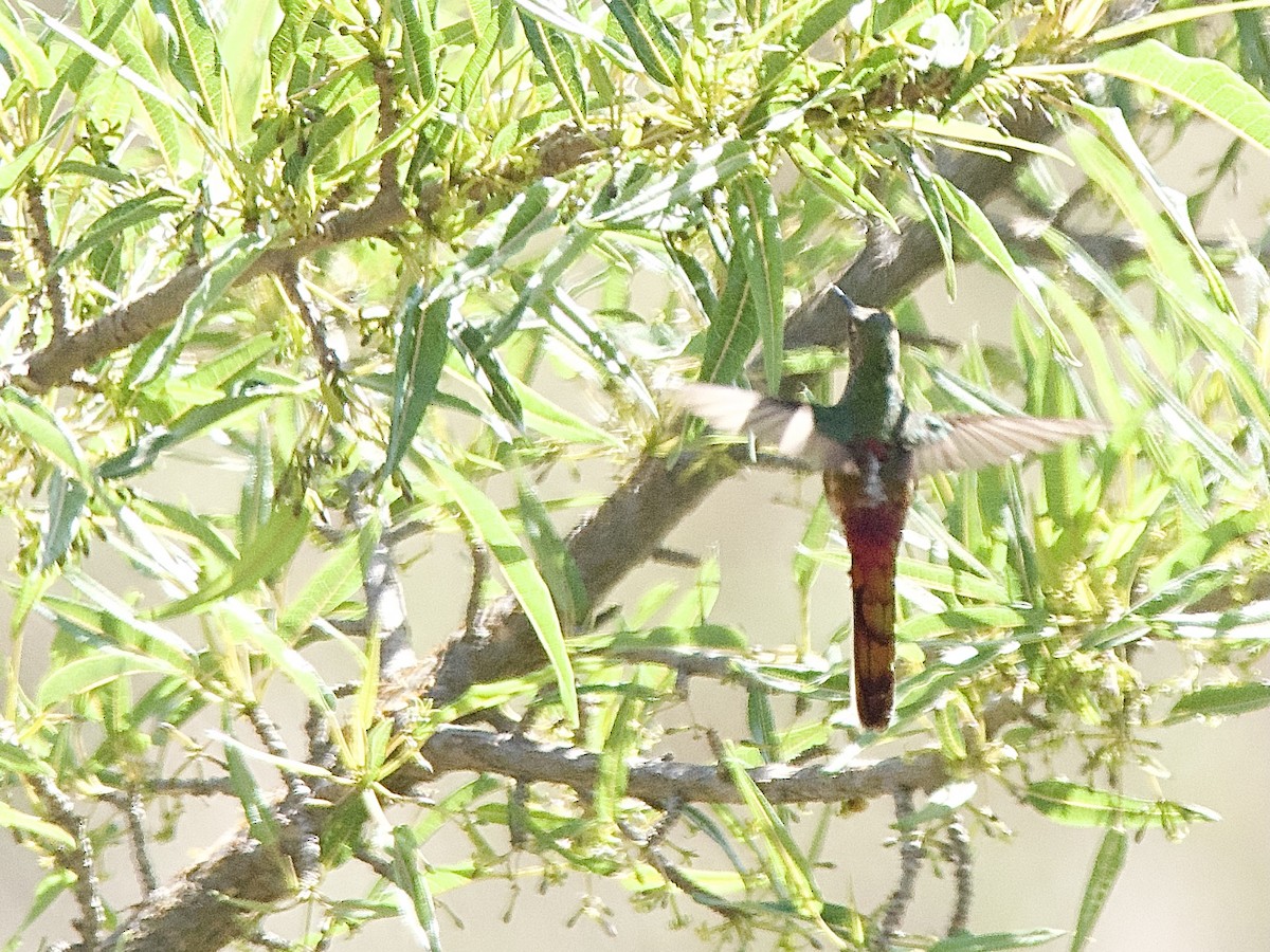 Colibrí Cometa - ML609844861