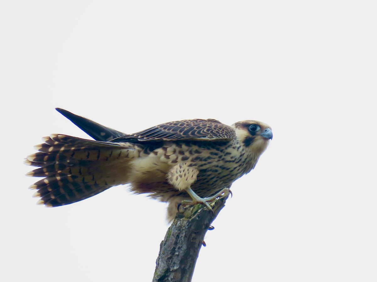Peregrine Falcon - Jeff Dosch