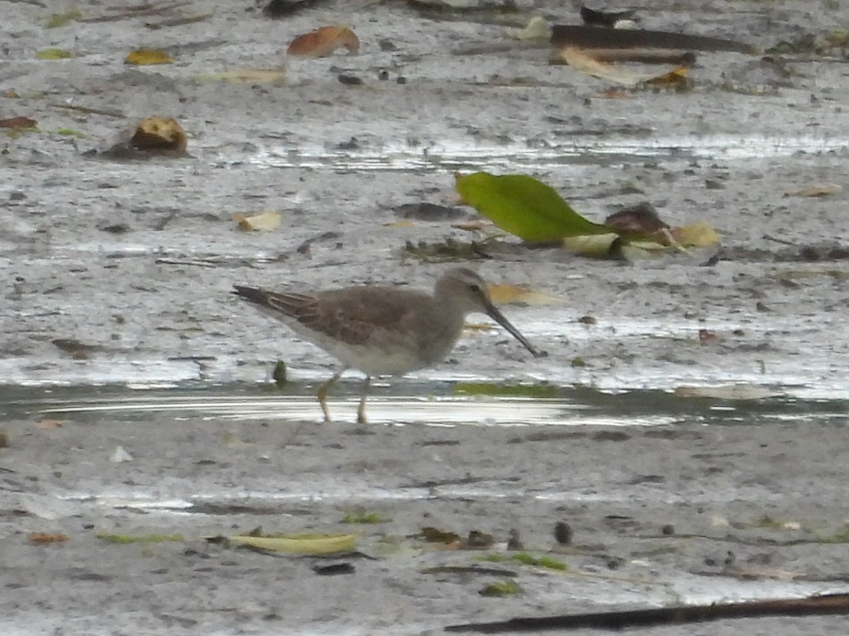 Stilt Sandpiper - ML609844970