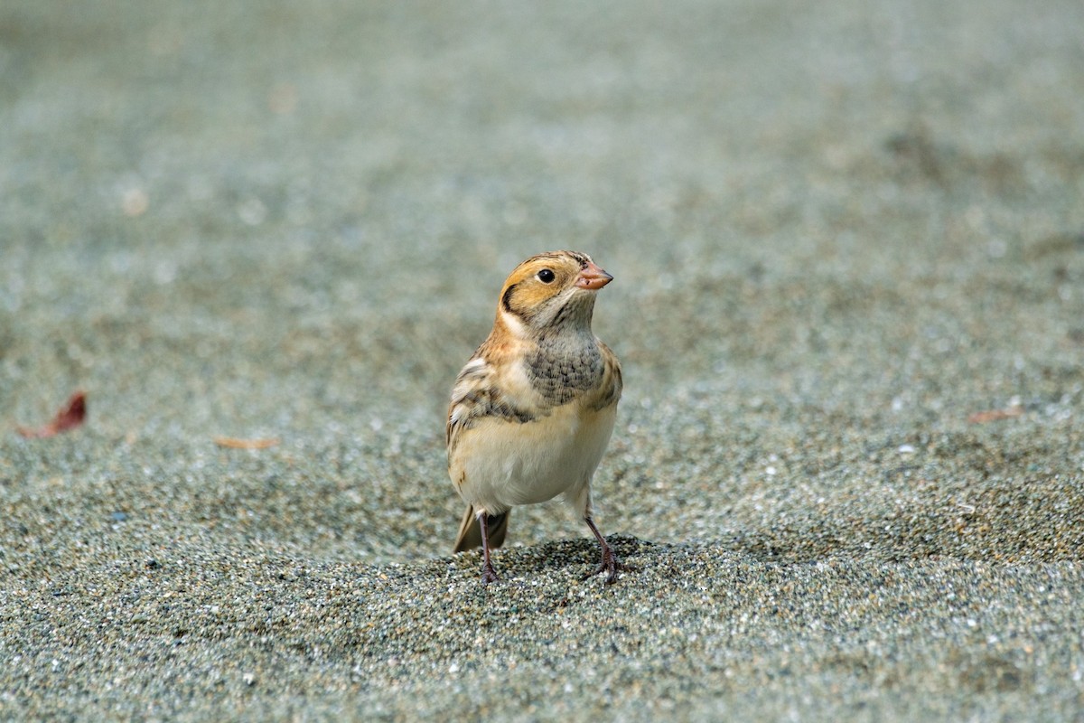 Lapland Longspur - SJ R