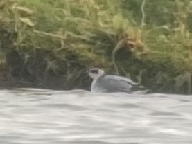 Phalarope à bec large - ML609845106