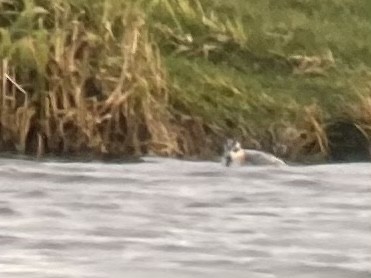 Phalarope à bec large - ML609845108